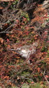 前常念のチビ雷鳥