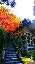 那谷寺本殿の紅葉