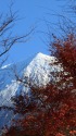 冬富士
