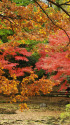 小石川後楽園の紅葉