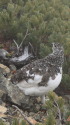 小仙丈のママ雷鳥