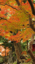 小石川後楽園・蓬莱島の紅葉
