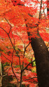 小石川後楽園の紅葉 2