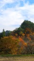 紅葉風景2