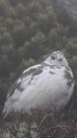 仙丈のチビ雷鳥2