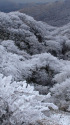 九重の樹氷