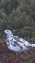 常念岳のまだらちゃん1