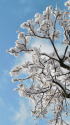 雪の花