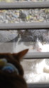 猫ボスに新年のご挨拶