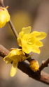 散歩道の花 1-12