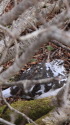 燕山荘の雄雷鳥6