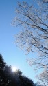 雪の朝 輝く太陽と木