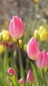 冬咲きチューリップ2