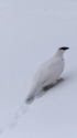 白い雷鳥