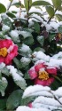 雪中椿