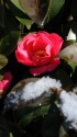 椿の赤い花と雪