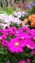 あざやかな早春の花達
