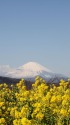 菜の花&富士山