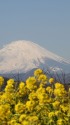 真っ白い富士山