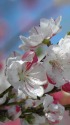 雛祭り・桃の節句にー桃の花2