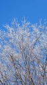 青空に映える雪の花