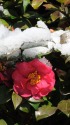 雪椿
