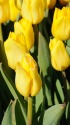 冬咲きアイスチューリップ 黄色