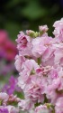 早春の花ーストック