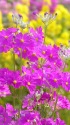 早春の花・プリムラマラコイデス