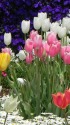 チューリップ展にて2