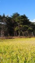 寒咲きハナナの風景