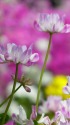 早春の草花展-レンゲソウ