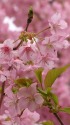 早春の桜-河津桜2