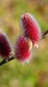 里山に咲く・赤芽ユキヤナギ