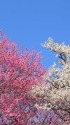 偕楽園の紅白梅