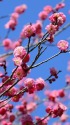 桃色の梅の花