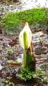 早咲きでしょうかお彼岸の水芭蕉