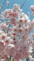 満開です!-初御代桜