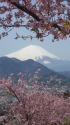 早咲き桜と富士山