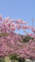 見頃となった河津桜