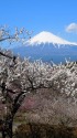 梅林と富士山