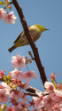 桜とメジロ