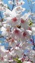 春の陽に柔かく咲くお房桜