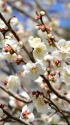 偕楽園の白梅
