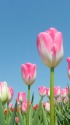 チューリップ(初桜)