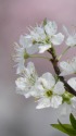 純白のスモモの花