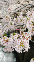 目黒川の桜