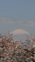 桜に富士山