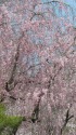 しだれ桜・花のカーテン