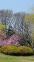 花桃と新緑の風景2